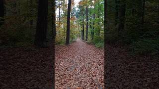 Autumn hiking 🍁🍂🇩🇪 sachsen saxony germany hike [upl. by Htebesile]