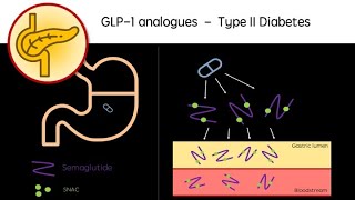 GLP1 receptor agonists  Type 2 diabetes treatments revision video  exenatide liraglutide etc [upl. by Berey193]