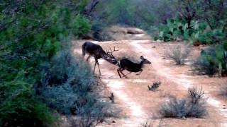 Venado en quotcorridaquot Mier Tamaulipas venado 8 quotobispoquot [upl. by Adalard]