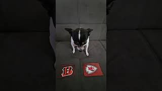 Bengals vs Chiefs nfl nflfootball nflpredictions cincinnatibengals kansascitychiefs week2 dog [upl. by Rosenbaum]