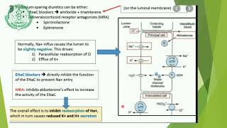 Potassium Homeostasis [upl. by Tina]