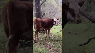 Forty Years Of Selective Breeding Shorthorn Cattle  farming familyfarm shorthorn cattle fyp [upl. by Sualkin]