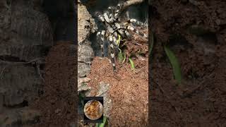 indian ornamental poecilotheria regalis short shorts shortsvideo shortfeed spider [upl. by Leahkim]