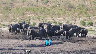 Discover Earths Majestic Tuskers kids tuskers fun facts giant [upl. by Guy]