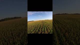 Paramotor corn field flyover No crash this time paramotor cornfield awesome [upl. by Bach]