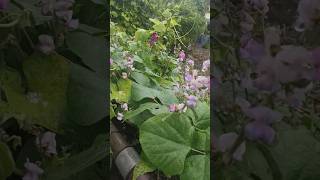 सिमि Beans Plant agriculture simi mummy nature prasmeevlogs [upl. by Alikee]