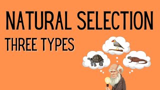 Natural Selection  3 Types [upl. by Nywnorb661]