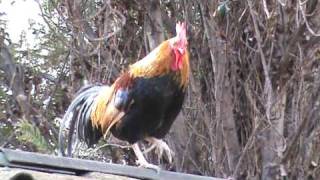 GALLO Y GALLINA EN ZOOLOGICO  AVES EN ZOO [upl. by Ocsecnarf556]