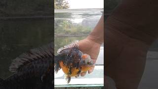 Super Big Broodstock Oranda Goldfish part 2 [upl. by Reed852]