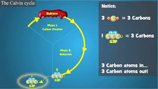 Photosynthesis  Calvin Cycle [upl. by Trovillion463]