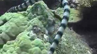 Banded Sea Snake  Fiji [upl. by Socram453]