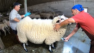 MASSIVE OVERGROWN SHEEP  Satisfying Shearing [upl. by Rexer]