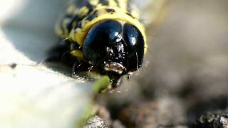 Striped Cankerworm in Closeup クロマダラエダシャク幼虫の尺取歩行 [upl. by Marjie615]