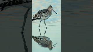 Feeding Blacktailed Godwit A Stunning Sight wildlifefilming photography wildlifecamera [upl. by Celka956]