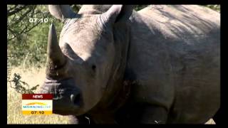 Plans to curb rhino poaching yielding positive results [upl. by Akzseinga416]