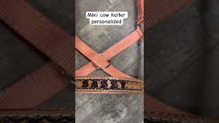 Personalized mini cow halter 300500 lbs minicow miniaturecow cows [upl. by Sumedocin]