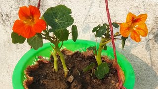 Low maintenance flower plant Nasturtium for Hanging basket how to grow and care [upl. by Hairahs]