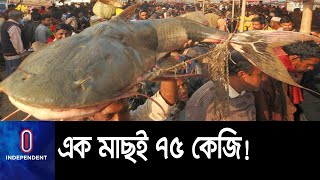 ২৫০ বছরের জামাই মেলায় বিশাল মাছ  Bogura PoradohoMela [upl. by Ennahgem]