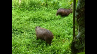 Capibaras en Peru 2  Capybaras in Quistococha Iquitos 2 [upl. by Ingham]