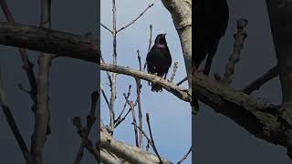 The Starling bird Australia [upl. by Zipporah121]