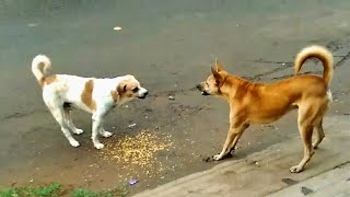 Dogs fighting action [upl. by Rozalie]