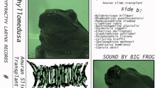 Phyllomedusa  Anuran Slime Transplant Full Tape [upl. by Eb71]