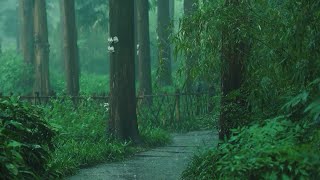 Listen to the rain on the forest path relax reduce anxiety and sleep deeply [upl. by Assirahc]