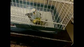 Parakeet cage fight I had to break the fight [upl. by Sanoy519]