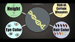 Biology with subtitle through AMOEBA SISTERS  DNA Chromosomes Genes and Traits [upl. by Raddy]