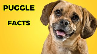 puggle Dog  Top 10 Interesting Facts [upl. by Hedberg144]