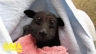 Rescued bat munching on bananas makes us realize that bats are actually sort of cute l GMA Digital [upl. by Dorey]