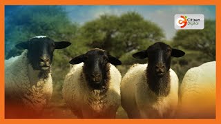 Kenyas Gold  Dorper Sheep cross breeding and breed improvement  Gold Chat Part 1 [upl. by Ofelia]