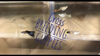 Breeding Guppies Cross Breeding [upl. by Moclam446]