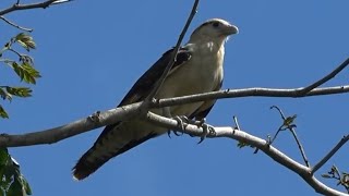 Yellowheaded Caracara Birds of Costa Rica [upl. by Rudiger578]