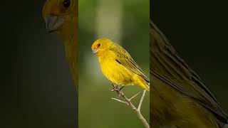 JILGUERO DORADO ARGENTINO SICALIS FLAVEOLA EL CANTO MAS HERMOSO jilguero jilguerocanto aves [upl. by Drucill565]