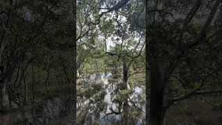 mangrove broadwalk jervis bay jervisbay nature [upl. by Nnilsia]