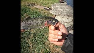 Fishing stocked pond for some trout stcroixrods goprohero10 trout [upl. by Yeleek969]