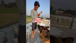 Rustam ko aaj ek saal rabies ka injection lagta😱🩼germanshepherd doglover viral [upl. by Farkas6]