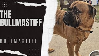 The Bullmastiff [upl. by Ahsimed]