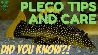 Pleco Fish Care  Beginner Fish Guide [upl. by Lourdes]