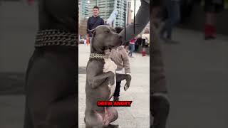 Brave Dog Stands Up to a Bully 😱 [upl. by Solley]