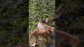 Discesa al fiume con bagno  I cervi di Villalago shorts [upl. by Veejar609]