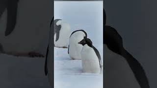 Adelie Penguins under snowfall in Antarctica [upl. by Twelve]