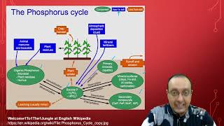 Phosphorus Cycle  Biogeochemical Cycles [upl. by Nivlak]