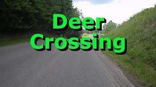 Deer Crossing [upl. by Marrissa]