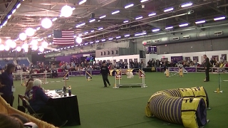 Westminster dog show 2017 Agility [upl. by Jacobina]