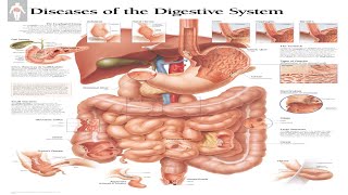 Ultimate Guide to Digestive System Diseases 2024 ibd [upl. by Belldame]