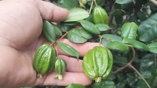 frutífera produzindo em vaso pitangatuba atemoia red pinha asteca vermelha jaca achachairu mexicano [upl. by Leinehtan]