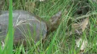 Caspian Pond Turtle Mauremys caspica [upl. by Naz988]