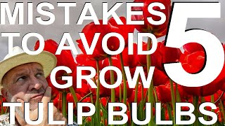 Five Mistakes to Avoid Growing Tulips Bulbs [upl. by Ayimat]